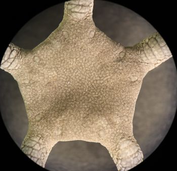 Media type: image; Invertebrate Zoology OPH-115